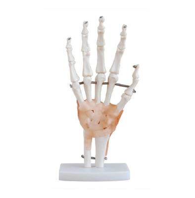 China Teaching Human Wrist Wrist Anatomical Model Of Flexible Hand Model Of Human Joint Model for sale