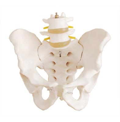 China High Quality Medical PVC Teaching Female Pelvis Model Skeletal Model Anatomy Model for sale