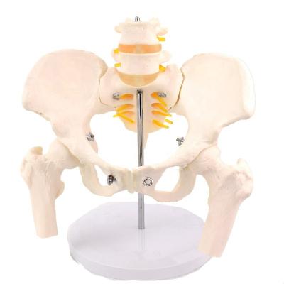 China Female Teaching Pelvis Model Medical Teaching Multi Type Skeletal Model Life Size Pelvic Model for sale