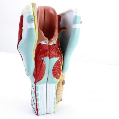 China Medical Teaching Enlarged Throat Bone And Laryngeal Muscle Anatomical Teaching Model for sale