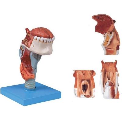 China Teaching Deluxe Larynx Model With Anatomical Teeth Tongue And Throat Model for sale