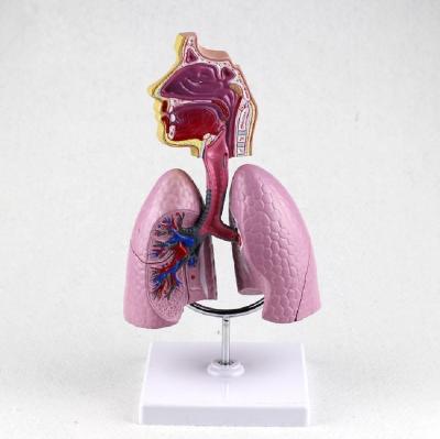 China Teaching Human Lung Anatomical Medical Teaching Model , Respiratory System Model for sale