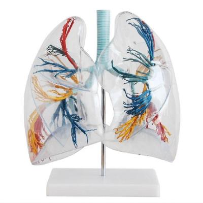 China Lung Teaching Clear Segment Lung Anatomical Model Transparent Medical Teaching Aids for sale