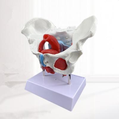 China Teaching Female Pelvis And Pelvic Floor Muscle Model Anatomical Model for sale