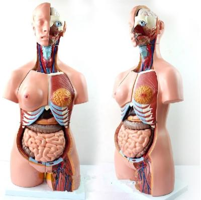 China Teacher at 85cm unisex torso 23 parts medical anatomical teaching anatomy human torso model for sale