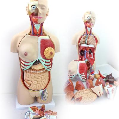 China Teacher at 85cm unisex torso 29 parts medical anatomical teaching anatomy human torso model for sale