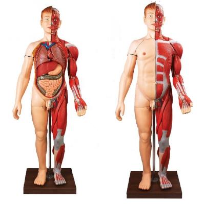 China Human Body Teaching Muscles Anatomical Simulator With Human Internal Organ Anatomy Model for sale