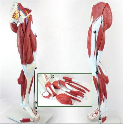 China Teaching Human Lower Limb Muscle Anatomical Model Leg Muscle Anatomical Model for sale