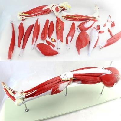 China Hip Muscle and Foot Muscle Leg Muscle Teaching Model, Dismountable Lower Limb Muscle Model, Life Size Leg Muscle Tissue Model for sale