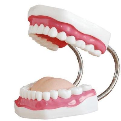 China Teaching the dental care model for sale