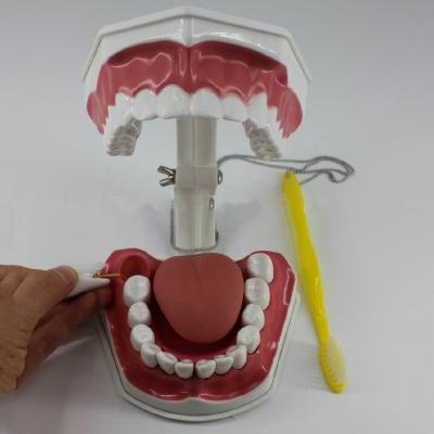 China Enlarged Human Model Teaching Training Tooth Brushing Dental Care for sale