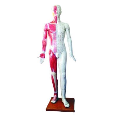 China Acupuncture Teaching Deluxe Model 178CM for sale