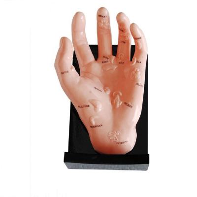 China Teaching Model Illustrating Organs of Hand on Dots for sale