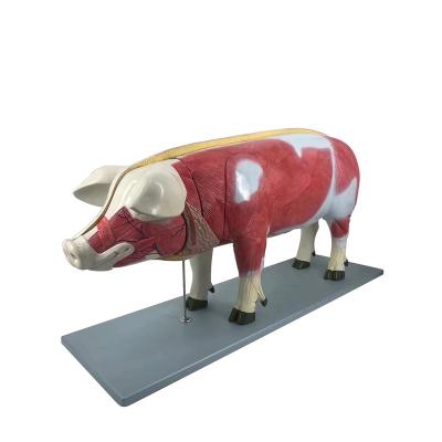 China Teaching the pig dissection model for sale