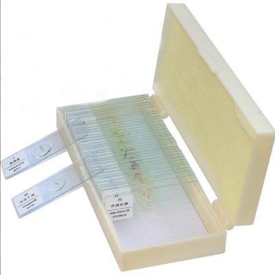 China High Quality Clear Plant Disease Uderstanding Teaching Patient Prepared Slides Botany Pathology Microscope Prepared Slides For Teaching for sale