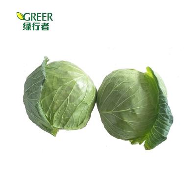 China Fresh high quality chinese fresh cabbage for sale