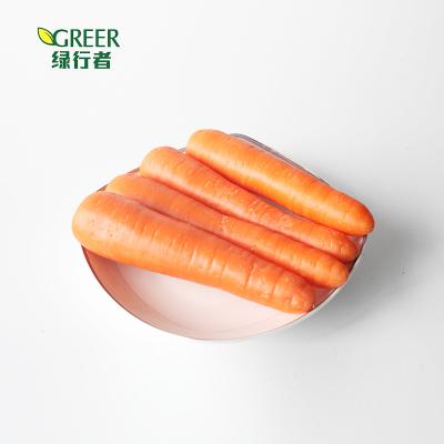 China Fresh quality fresh carrots for sale for sale