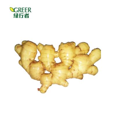 China Good Quality Fresh Chinese Fresh Ginger With Competitive Price for sale