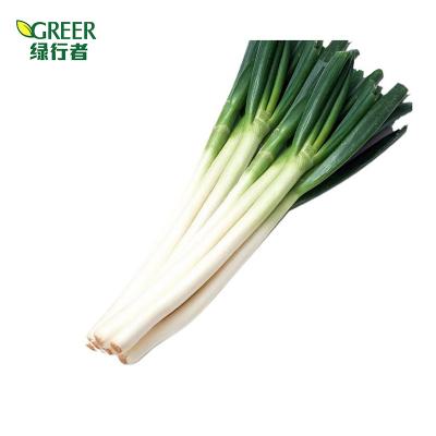 China Spring Onion Fresh Vegetables Fresh Affordable Prices for sale