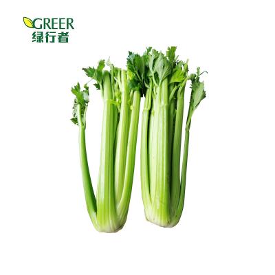 China Chinese fresh quality celery vegetable for sale