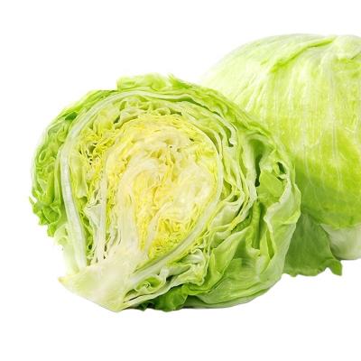 China Fresh Hot Sales Fresh Lettuce Vegetables for sale