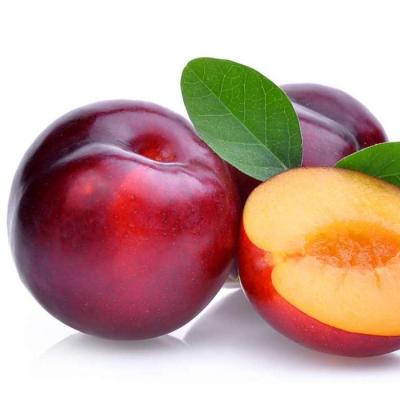 China High quality fresh plum fruit for sale