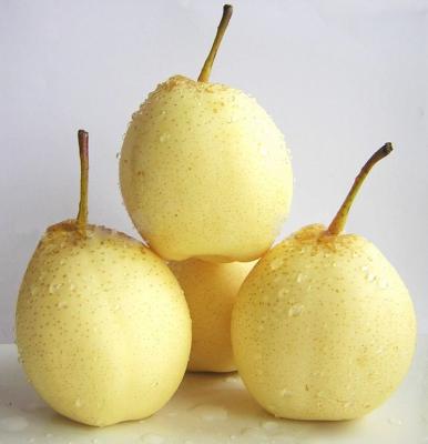 China Fresh Quality Chinese Ya Pears for sale