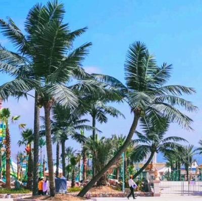 China Outdoor Malls Artificial Fiberglass Palm Tree Mall Beach Coconut Trees for sale