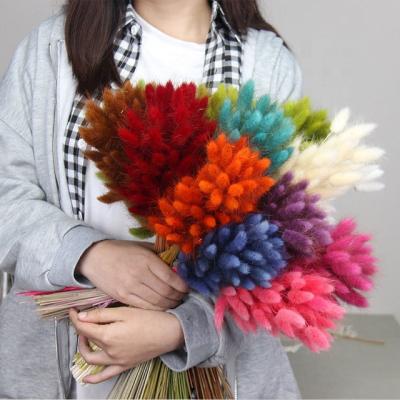 China Wholesale Popular Eco-friendly Dry Natural Flowers Grass Bunny Tail For Events Decoration for sale