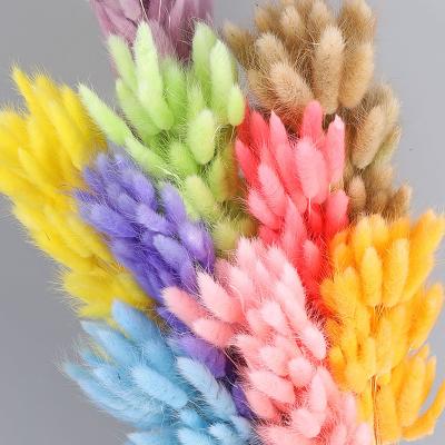 China Natural Plant Bunny Tails Dried Flowers Hot Pink Eco-Friendly Bunny Tails White For Decoration for sale