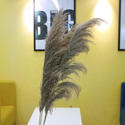 China Environmental Protection Flowers Green Popular Preserved Real Dried Natural Pampas Grass For Festival Decorations for sale