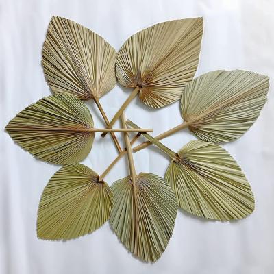 China Gift Amazon Hot Sale Decorative Preserved Dried Palm Leaves Fan Bouquet For Sale for sale