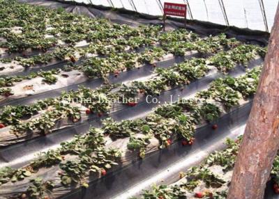 中国 PE/PP によって編まれる地被植物の生地 150gsm の家の庭のための雑草のマット 販売のため