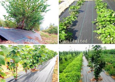 China Vegetable Garden Ground Weed Control Fabric Weed Barrier Anti UV Moisture Proof for sale