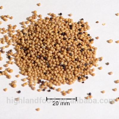 China Cheap dry in price dried dehydrated mustard seed for sale