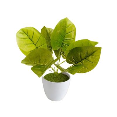 China Indor decoration Aglaonema plants leaves leaf plant artificial plants decoration for garden silk leaves calathea orbifolia for sale