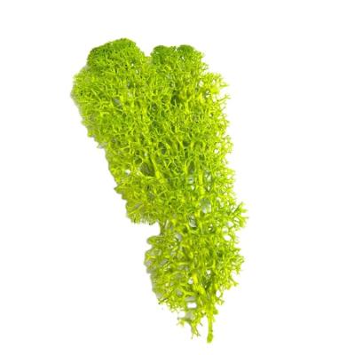 China Minimalist Artificial Plants Dry Preserved Reindeer Moss For Wall Office Garden Decoration Vertical Fake Plants for sale