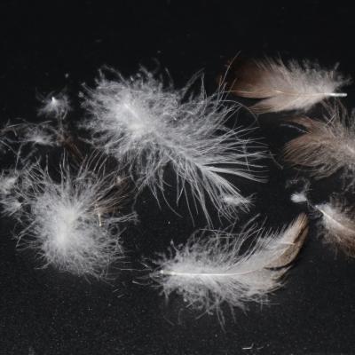 China Duck Down Wholesale 30% Washed Gray Duck/Goose Down Feather Down For Sale for sale