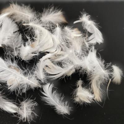 China 2-4 cm goose feather 10% -90% washed ducks / white and gray goose down feather fill from China manufacturer for sale