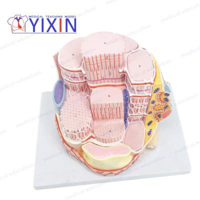 China Demonstration YIXIN / patient care Microscopic-skeletal muscle fiber, 40000times, human heart medical teaching anatomical model for sale