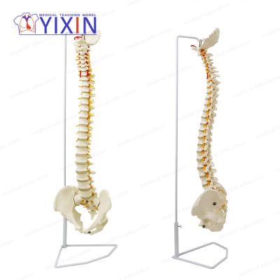 China YIXIN/Fully Durable Life Size Flexible Spine for sale