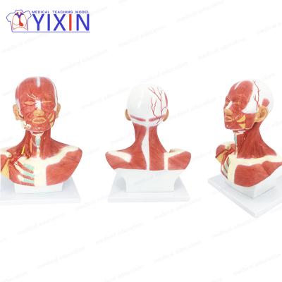 China Detailed structures anatomy human head and neck musculature, human head with neck for sale