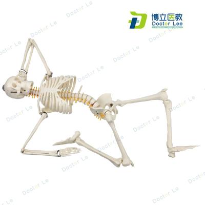 China YiXin Detailed Anatomy Structures/High Quality Human 85cm Skeletal Model for Medical and Teaching Art Model for sale