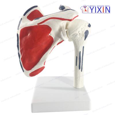 China New Style Human Skeleton Scapula Model With Painted Area For Medical Teaching A201B for sale