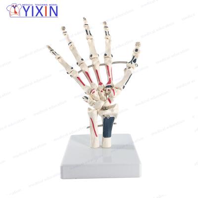 China YiXin Eco - Friendly PVC / Hand Skeleton Model Including Ulna And Ray With Muscle Inserts for sale