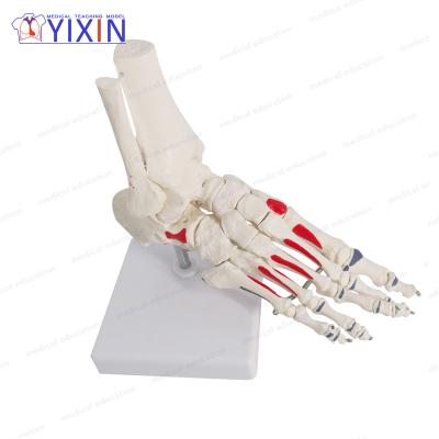 China Students understand YIXIN/New structure human product life-size human loose foot and ankle skeletal model for sale