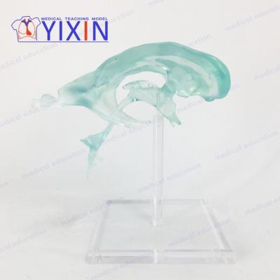 China New Model PVC Brain Anatomy Model Cerebral Artery Anatomy Lateral Ventricle Introduction Advanced Natural Model for sale