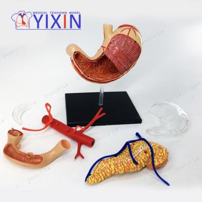 China STOMACH ANATOMY MODEL Detailed YiXin Structures / Anatomy for sale