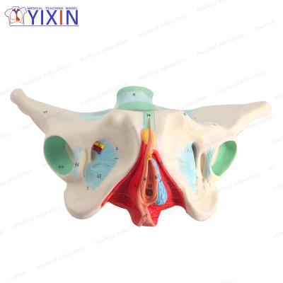 China Durable New Product YIXIN / 2020 Female Pelvis Model With Color And Numbered For Medical Science for sale