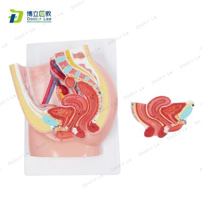 China Durable YIXIN/Human Female Pelvis Anatomy Section Model 2 Parts For Medical Teaching for sale